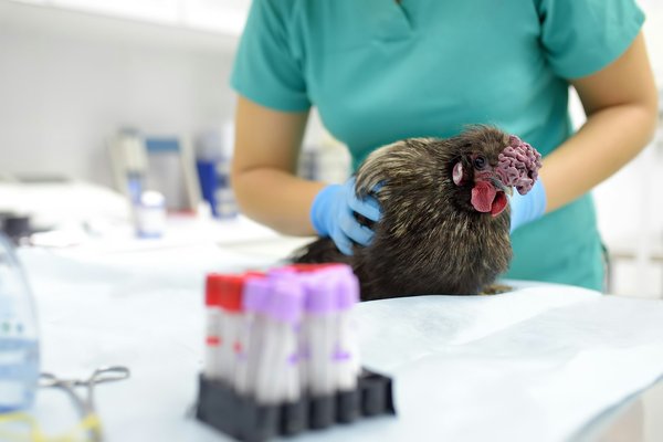The importance of preventing avian diseases through vaccination